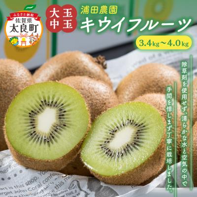 ふるさと納税 太良町 体が喜ぶ☆大玉・中玉キウイフルーツ ヘイワード