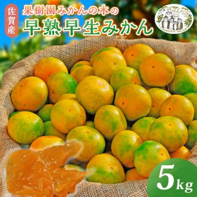 ふるさと納税 太良町 果樹園みかんの木の早熟早生みかん 5kg L8