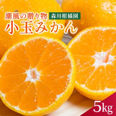 ふるさと納税 太良町 潮風の贈り物 みかん(小玉)5kg