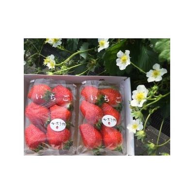 ふるさと納税 太良町 太良町産「かおりの」 生産者直送!朝採り苺!大粒2P