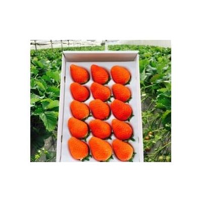 ふるさと納税 太良町 太良町産「かおりの」 生産者直送!朝採り苺!化粧箱1箱