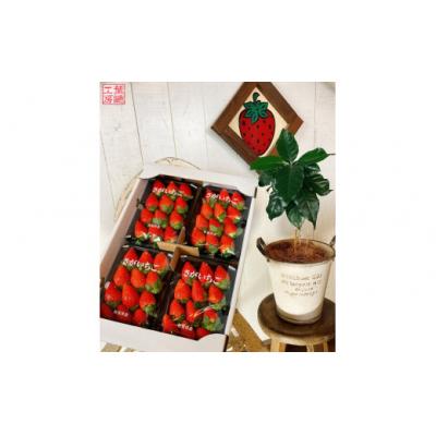 ふるさと納税 太良町 太良町産「かおりの」 生産者直送!朝採り苺!ソフトパック4P