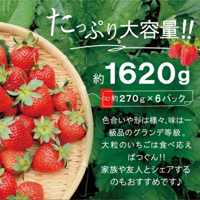 ふるさと納税 糸島市 あまおう いちご1,620g (約270g×6パック) [AZL002] |  | 03