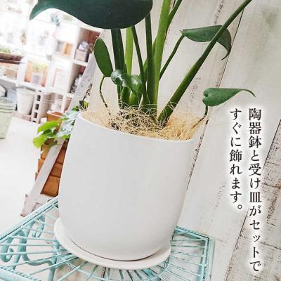 ふるさと納税 糸島市 モンステラ cocoha [AWB018] 観葉植物 室内_2