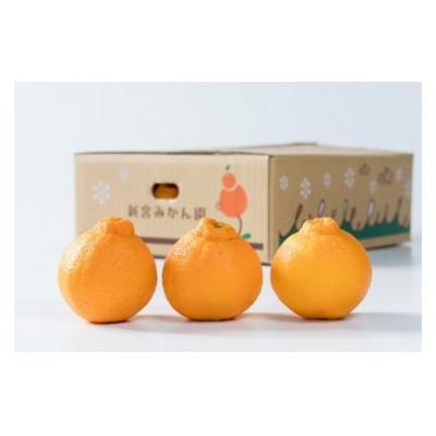 ふるさと納税 太良町 新宮みかん園の不知火 約3kg