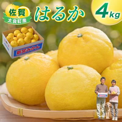 ふるさと納税 太良町 新宮みかん園 はるか 4kg L57x1