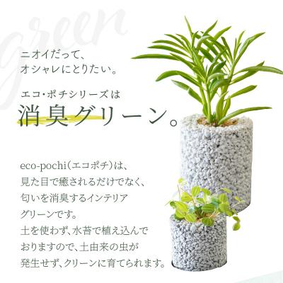 ふるさと納税 天草市 【ふるさと納税限定】初心者の人にもお勧め!エコ