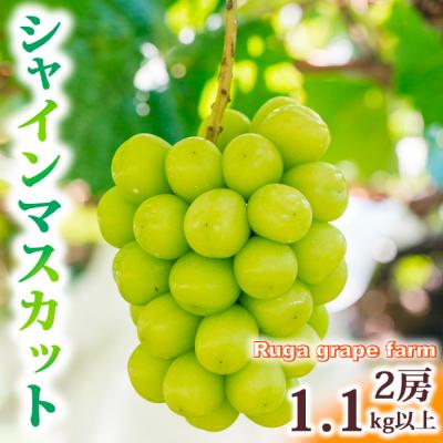 ふるさと納税 東御市 [先行受付2026年発送]シャインマスカット2房(1.1kg以上)|Ruga grape farm