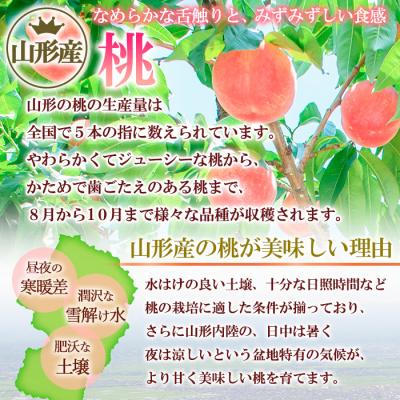 ふるさと納税 山形市 山形産 白桃 秀 3kg(8玉〜14玉) 【令和8年産】FU23-315の画像