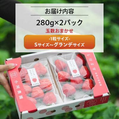 ふるさと納税 糸島市 【農家直送】糸島産 完熟あまおういちご 280g×2P(S-Gサイズ) 小河農園[AJN003] |  | 02