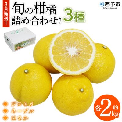 ふるさと納税 西予市 3月発送!旬の柑橘 詰め合わせセット 3種×各2kg