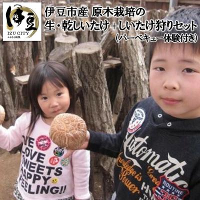 ふるさと納税 伊豆市 栽培期間中、無農薬&amp;無肥料 原木栽培の乾しいたけ・生しいたけ・しいたけ狩り・バーベキュー体験セット