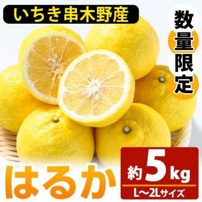 ふるさと納税 いちき串木野市 &lt;先行予約&gt;＼数量・期間限定/池之上果樹園のはるか(みかん)5kg箱バラ詰め満杯