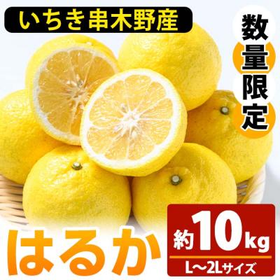 ふるさと納税 いちき串木野市 &lt;先行受付&gt;＼数量・期間限定/池之上果樹園のはるか(みかん)10kg箱バラ詰め満杯