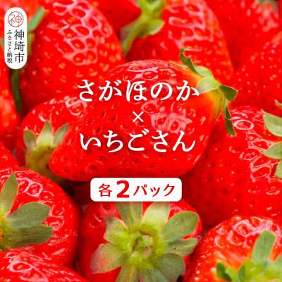 ふるさと納税 神埼市 [2026年1月上旬より発送開始]苺(さがほのか・いちごさん)各2パック(H116136)