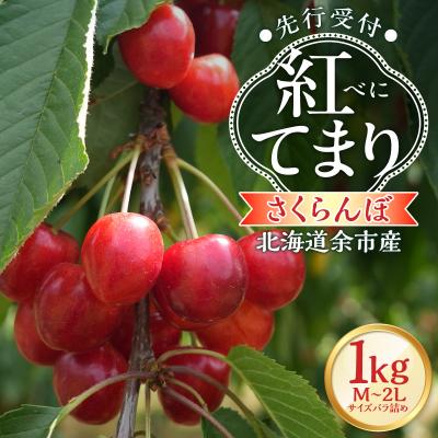 ふるさと納税 余市町 [2026年産 先行受付]北海道余市産 さくらんぼ「紅てまり」500g×2パック
