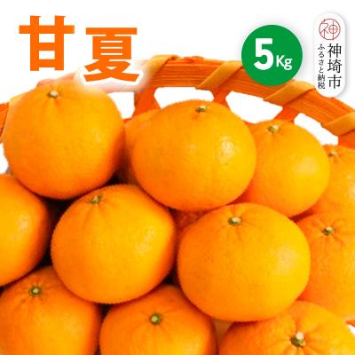 ふるさと納税 神埼市 [2026年4月中旬より発送開始]甘夏 5kg(H116143)