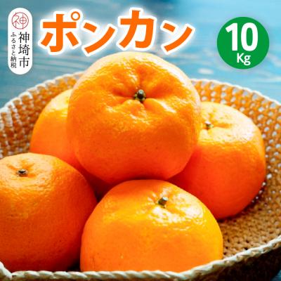 ふるさと納税 神埼市 [2026年1月上旬より発送開始]ポンカン 10kg(H116147)