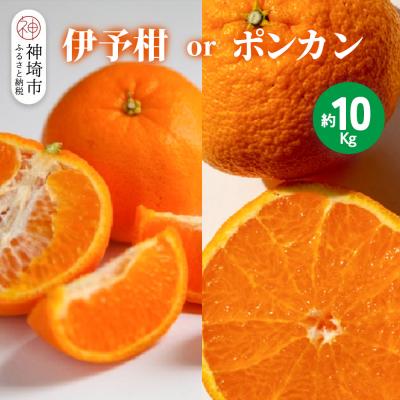 ふるさと納税 神埼市 [2026年1月上旬より発送開始]伊予柑orポンカン 約10kg(H116157)