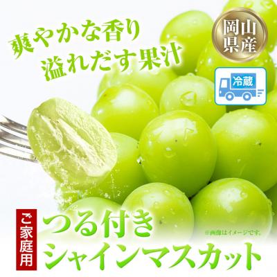 ふるさと納税 笠岡市 岡山県産シャインマスカット(晴王)自家用つる付き1房(530g以上)3房入り(H-32b)