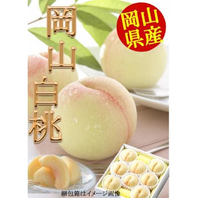 ふるさと納税 笠岡市 岡山県産白桃(1玉220g以上8玉入り)令和8年産先行受付 H-25b