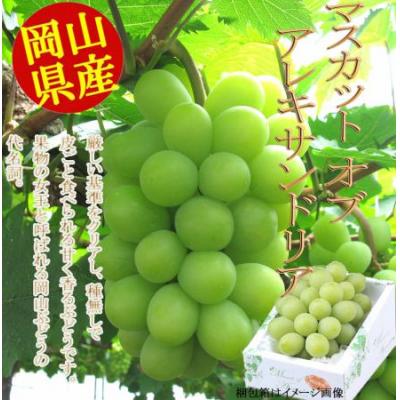 ふるさと納税 笠岡市 岡山県産マスカット(マスカットオブアレキサンドリア 1房750g以上)令和8年産先行受付 H-27b