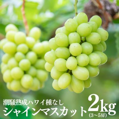 ふるさと納税 湯梨浜町 [2026年先行受付]潮騒熟成ハワイ種なしシャインマスカット3〜5房(32MS.)