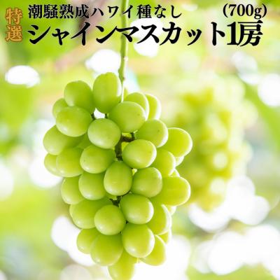 ふるさと納税 湯梨浜町 [2026年先行受付]潮騒熟成特選ハワイ種なしシャインマスカット1房(31MS.)