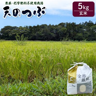 ふるさと納税 南相馬市 [先行予約]天のつぶ 玄米 5kg 有機的栽培 令和7年産 | 無農薬 農薬化学肥料不使用