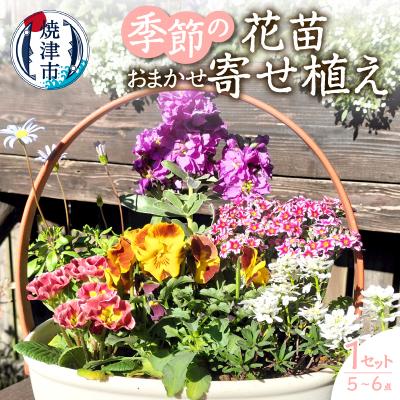 ふるさと納税 焼津市 季節のおまかせ寄せ植えバスケット(a10-1174)