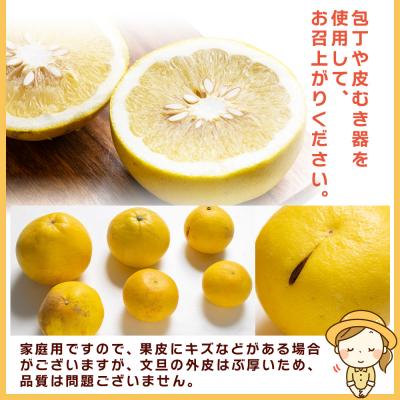 ふるさと納税 香南市 【訳あり】文旦 10kg 家庭用 10キロ 土佐文旦 柑橘系 果物 柑橘類 フルーツ yk-0070 |  | 01