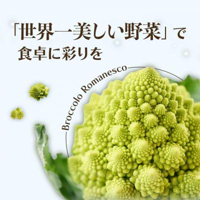 ふるさと納税 大崎町 冷凍カットロマネスコカリフラワー 400g×4袋(1.6