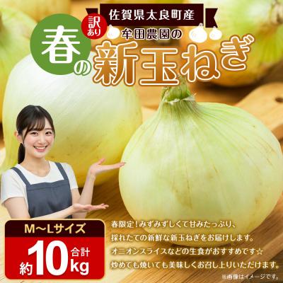 ふるさと納税 太良町 牟田農園の春の新玉ねぎ [訳あり不揃い]
