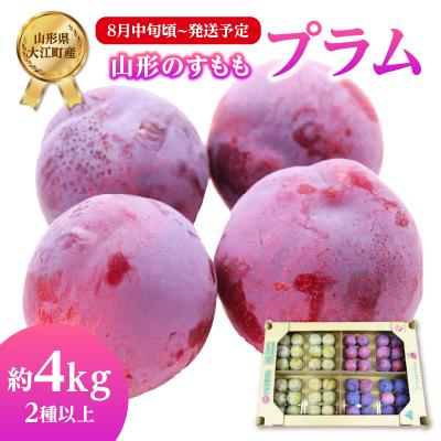 ふるさと納税 大江町 [先行受付]すもも(プラム)約4kg 2種以上[2025年8月中旬頃〜発送予定]001-076