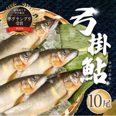 ふるさと納税 下呂市 [先行受付](2026年8月上旬頃から発送)弓掛の天然鮎 10尾セット[107-2]