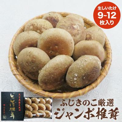 ふるさと納税 玖珠町 ふじきのこ厳選ジャンボ椎茸( 生しいたけ )