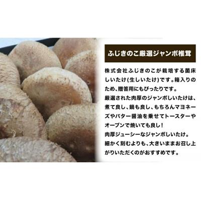 ふるさと納税 玖珠町 ふじきのこ厳選ジャンボ椎茸( 生しいたけ ) |  | 01