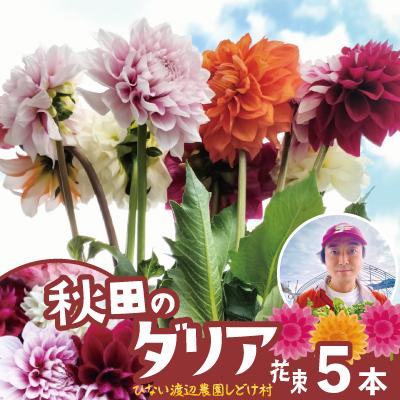 ふるさと納税 大館市 新鮮!綺麗!秋田のダリア[5本花束]