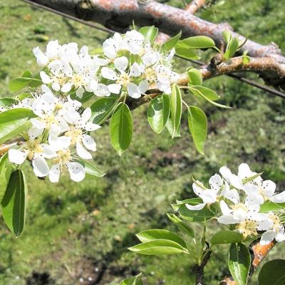 ふるさと納税 上山市 西洋梨(ラ・フランス)3kg　ご家庭用　0025-2616_3