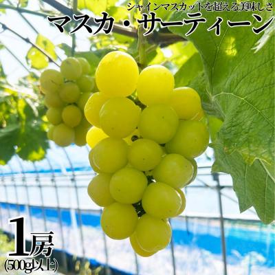 ふるさと納税 湯梨浜町 小林農園 マスカ・サーティーン1房(500g以上)(29M.)