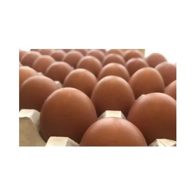 ふるさと納税 蔵王町 眠れる森のたまご　朝採れ卵40個  【04301-0324】 |  | 01