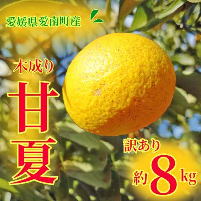 ふるさと納税 愛南町 訳あり 甘夏 8kg 柑橘 フルーツ 果物 愛媛県 愛南町 愛南町青果市場