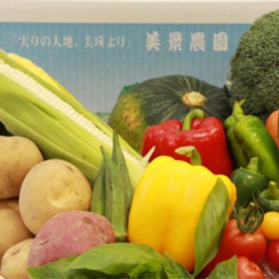 ふるさと納税 美瑛町 【令和9年産先行受付】夏野菜セット 野菜詰め合わせ 北海道 美景農園 |  | 01
