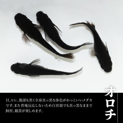 ふるさと納税 飯能市 メダカ「オロチ」4匹セット