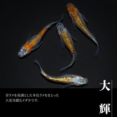 ふるさと納税 飯能市 メダカ「大輝」4匹セット