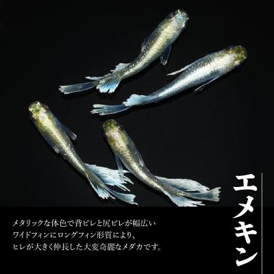 ふるさと納税 飯能市 メダカ「エメキン」4匹セット