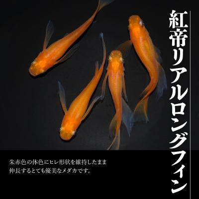 ふるさと納税 飯能市 メダカ「紅帝リアルロングフィン」4匹セット