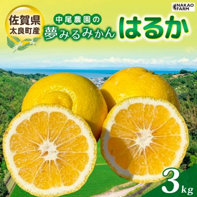 ふるさと納税 太良町 中尾農園の夢みるみかん はるか 3kg MA13x1