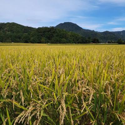 ふるさと納税 壮瞥町 【令和7年産】【 6ヶ月定期配送】(無洗米2kg)ホクレンゆめぴりか SBTD047_2