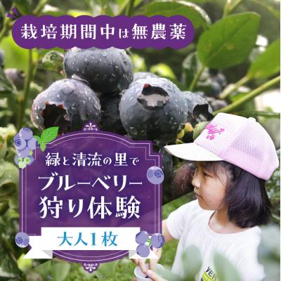 ふるさと納税 下呂市 [食べ放題]ブルーベリー狩り体験チケット(大人 1枚)中学生以上 摘み取り[106-1]